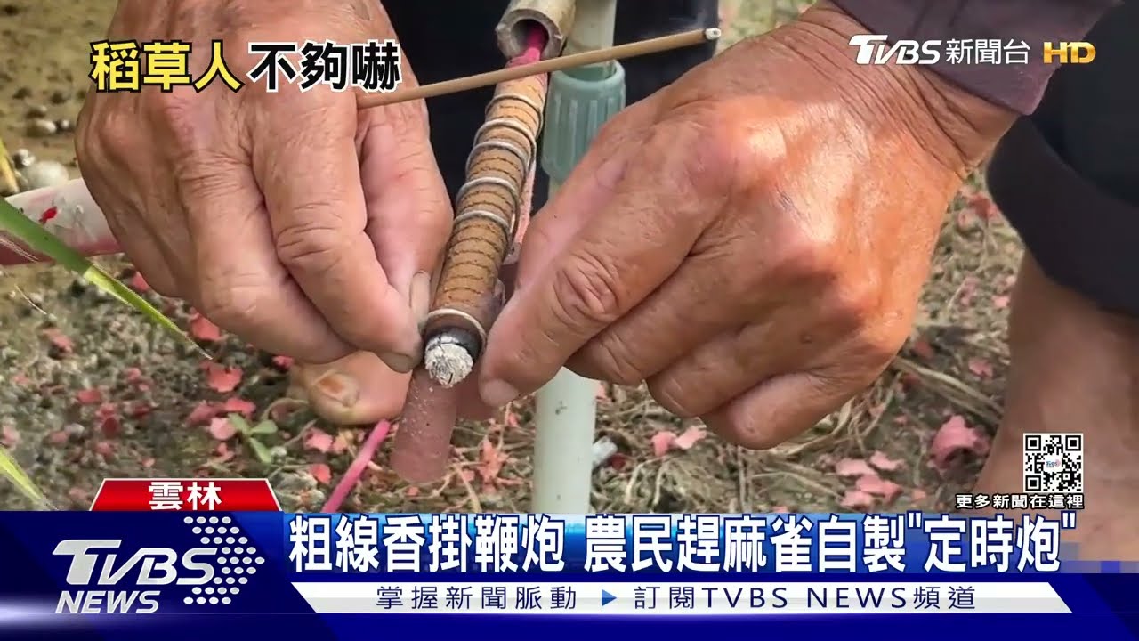 粗線香掛鞭炮　農民趕麻雀自製「定時炮」
