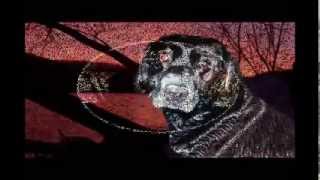 preview picture of video '(Talking Dog) A Tribute to Kent Canter's, Black Labrador named Vido, may he RIP (Talking Dog)'