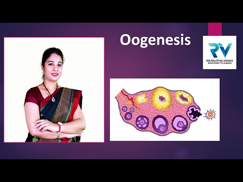 Oogenesis by Dr. Rajitha Vanga