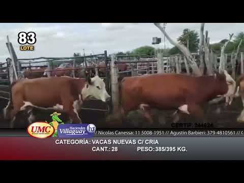 Lote 45 Vacas nuevas C/ cria en Entre Ríos, Paraná