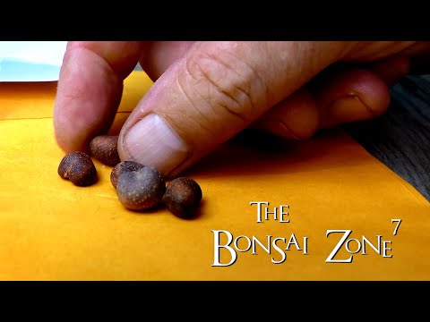 Growing a Baobab Bonsai from Seed, Part 3, The Bonsai Zone, July 2020