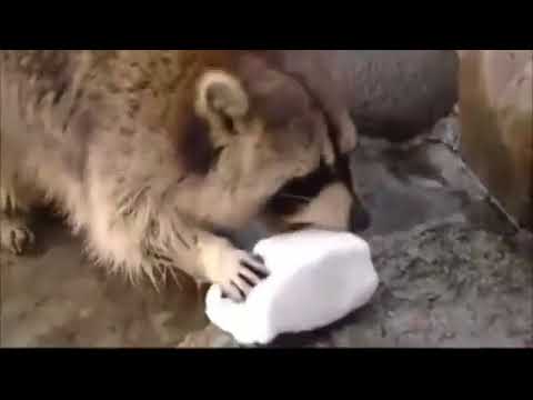 Racoon Gets Sad when His Cotton Candy Dissolves in Water