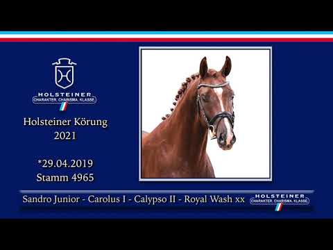 Holsteiner Körlot 2021 | Nr. 56 v. Sandro Junior - Carolus I - Calypso II - Royal Wash xx