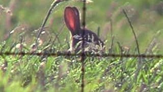 Pellet power &amp; performance - A hunter&#39;s guide to shooting air rifles