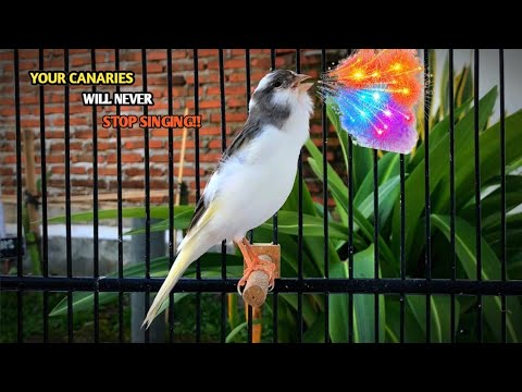 The Most Spectacular Canary Training‼️ Your Canary Will Sing Immediately🐦