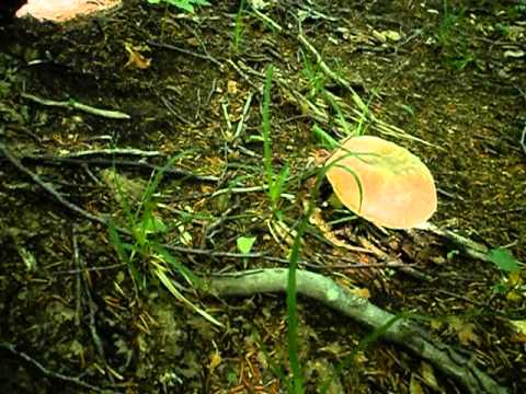 Da Campolattaro un augurio a tutti i fungaioli.