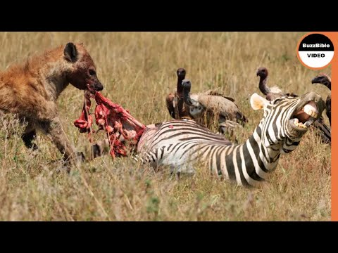 Mother Zebra Loses Her Calf And Herself Against Hyenas