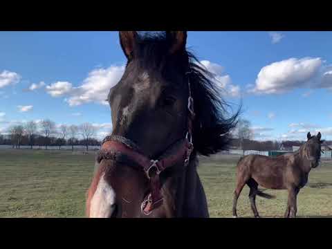 Лошади прекрасны