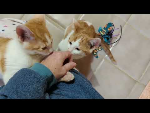 The Twinkies, an adopted Domestic Short Hair in Fairview Heights, IL_image-1