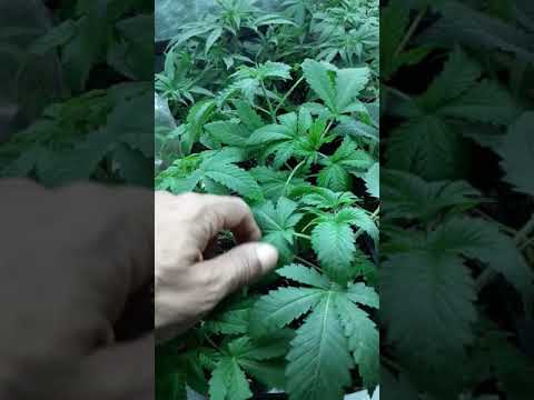 New strain White widow Strawberry hybrid part 1
