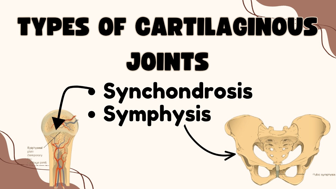 Types of Cartilaginous Joints | Synchondrosis and Symphysis