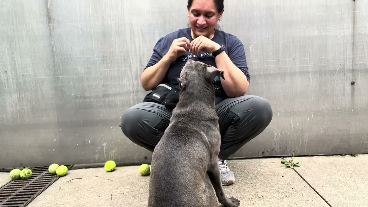 Enlarge Athena, an adopted Pit Bull Terrier in Chicago, IL video 5/5