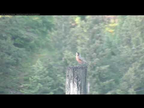 American Robin Alights On Owl Pole And Sings – May 25, 2018