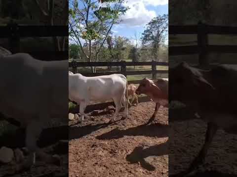Ganadería Don Nacho Acoyapa Chontales Nicaragua #ganadería #ganado #nicaragua #vaca #ganaderos