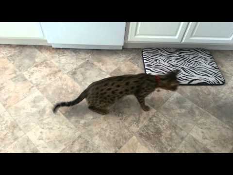Nailah F2b savannah kitten learns a trick