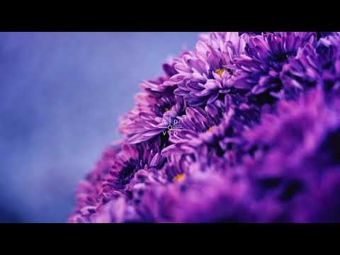 Teddy.Xoxo ft. lil hawk boy, shrimp & yung star ballout – PURPLE HEARTS