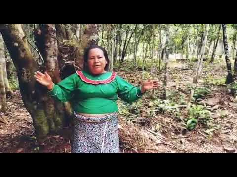 Maestra Angela sings an icaro