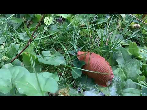 Another arion rufus timelapse