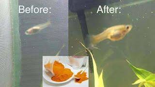 Download lagu cara pakai artemia polar red yang baik dan benar supaya burayak cepat besar mp3 Download lagu cara pakai artemia polar red yang baik dan benar supaya burayak cepat besar mp3