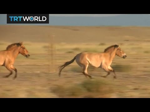 , title : 'Wild Horses: Przewalski horses released into native Mongolia'