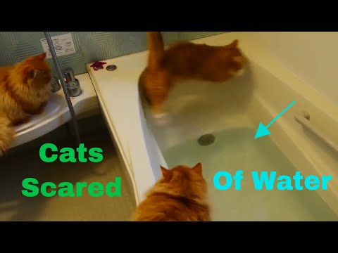 Cats Scared of Water Compilation