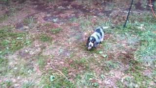 Sole Surviver of The Litter