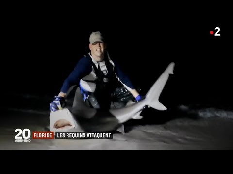 USA : les requins attaquent en Floride - 5/08/2018