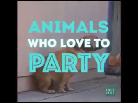 Dancing animals