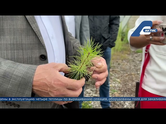 В Ангарском питомнике за сезон выращивают около двух миллионов саженцев сосны