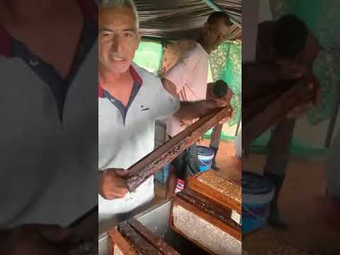 Pimenteiras Piauí inicia a safra de mel 2024