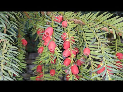 Yew berries - the deadliest fruit of Europe (Taxus baccata)