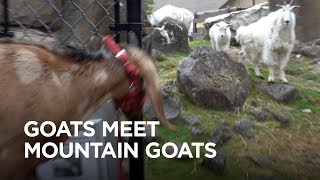 Tiny Goats Visit Mountain Goats