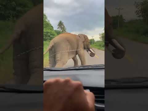 Unexpected Moment: Elephant Tumbles From Moving Truck