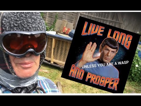 How To Deal With Wasp Nests.. The Ultimate Guide