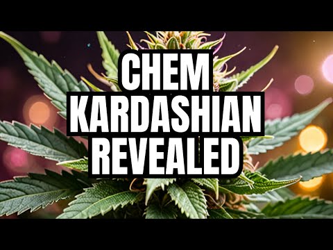 Chem Kardashian Strain Review | The Most Glamorous Cannabis Strain