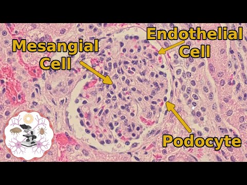 Nierenhistologie – Der Glomerulus – Another One Bites the Tuft