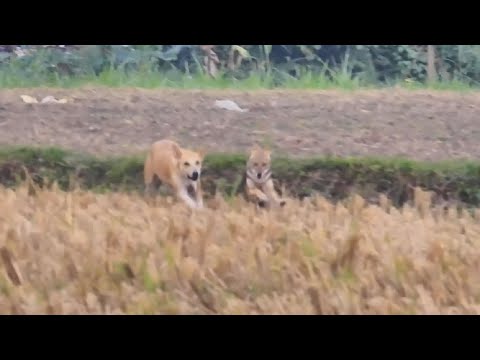 Fox vs Dog fight video