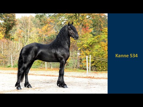 Kanne 534