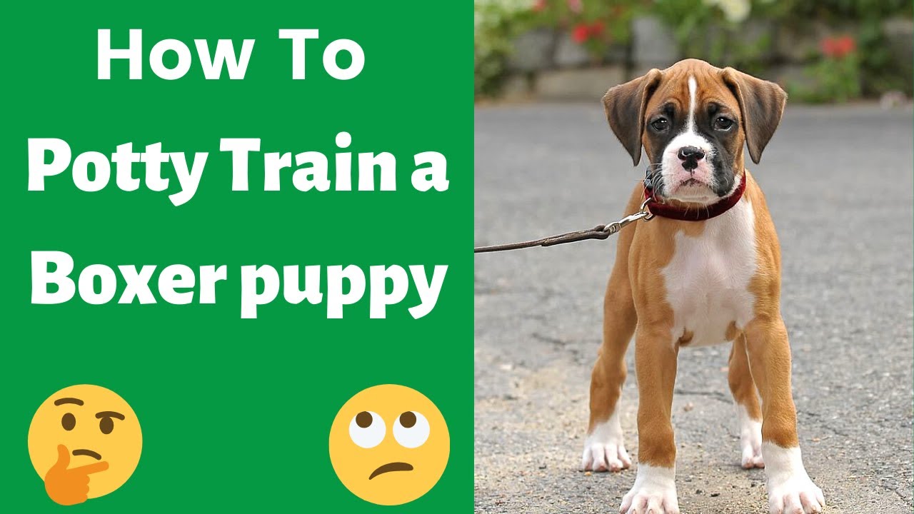 Watch video How to easily potty train a Boxer puppy This is the Easiest Technique possible.. Now How to easily potty train a Boxer puppy This is the Easiest Technique possible..