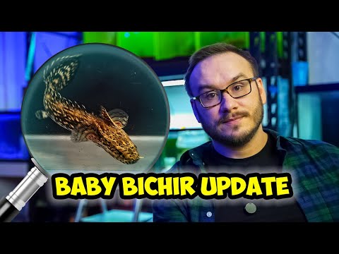Baby Bichirs care raising