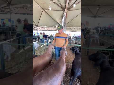 Feira de animais em Simões Piauí