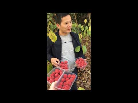 Che 柘  fruit in Changxing China 长兴县