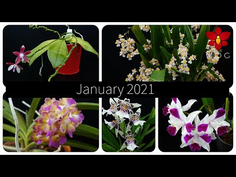 Orchids in Bloom - January 2021 - Best month yet! 🥰
