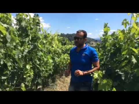 Gianni Maggi - Direttore del Castello di Nipozzano