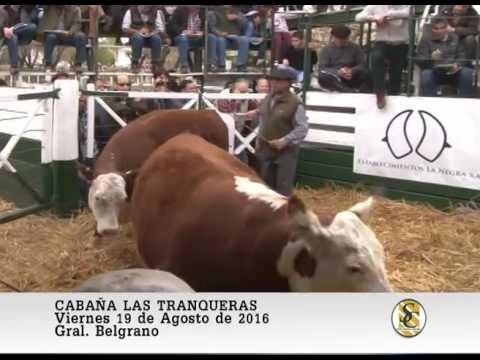 19-08-16 Venta de Hembras P.P. - Cabaña Las Tranqueras - Gral. Belgrano