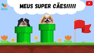 MEUS SUPER CÃES!!!!