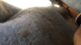 Polyester insulation installed baddly   rats nests and installed over top of exhaust fan 2016 07 04