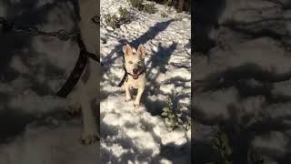 Alaskan Husky Puppies Videos