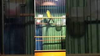 Download lagu Pleci flavus ngalas / pleci tambak bocor / pleci laut / Zosterops flavus / mp3 Download lagu Pleci flavus ngalas / pleci tambak bocor / pleci laut / Zosterops flavus / mp3