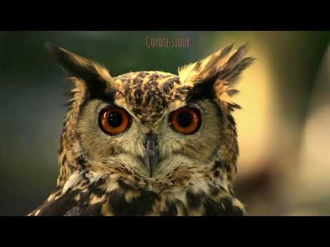 Native American Power Animals